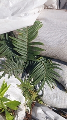 Pteris vittata