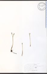 Botrychium tenebrosum