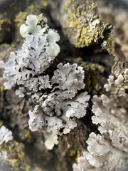 Physconia leucoleiptes