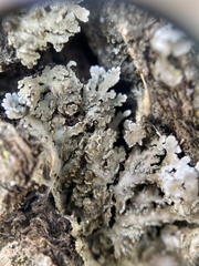 Physconia leucoleiptes