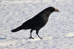 Corvus brachyrhynchos