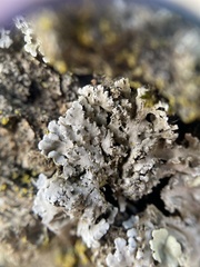 Physconia leucoleiptes