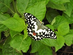 Papilio demoleus