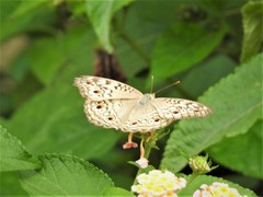 Junonia atlites