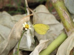 Eurema hecabe