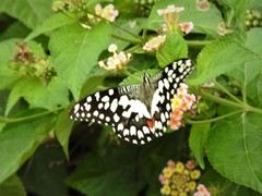 Papilio demoleus