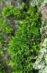 Orthotrichum diaphanum