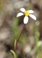 Pentachaeta bellidiflora