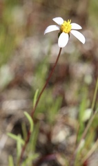 Pentachaeta bellidiflora