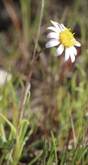 Pentachaeta bellidiflora