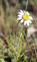 Pentachaeta bellidiflora