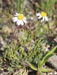 Pentachaeta bellidiflora