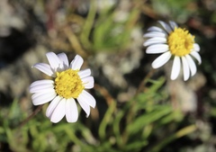 Pentachaeta bellidiflora