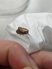 Galleria mellonella