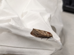 Galleria mellonella