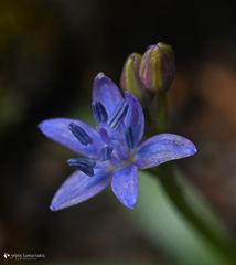 Scilla cydonia