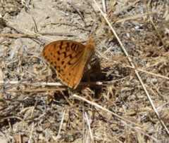 Speyeria coronis semiramis