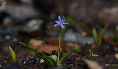 Scilla cydonia