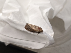 Galleria mellonella