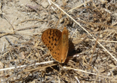Speyeria coronis semiramis