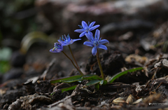 Scilla cydonia