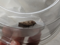 Galleria mellonella