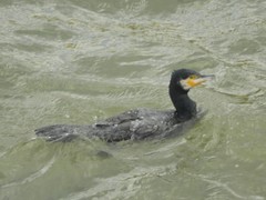 Phalacrocorax carbo