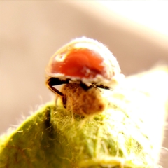 Dinocampus coccinellae