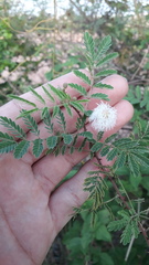 Mimosa hamata