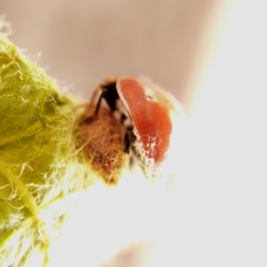 Dinocampus coccinellae