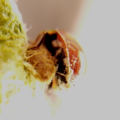 Dinocampus coccinellae