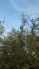 Mimosa hamata