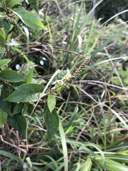 Croton lachnocarpus