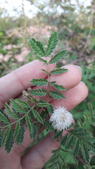 Mimosa hamata
