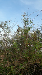 Mimosa hamata