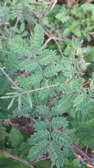 Mimosa hamata