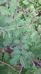 Mimosa hamata