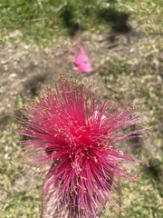 Pseudobombax ellipticum