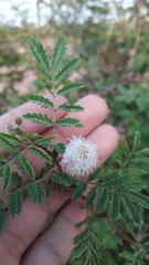 Mimosa hamata