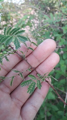 Mimosa hamata