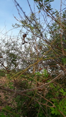 Mimosa hamata