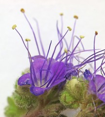 Phacelia argillacea