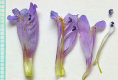 Penstemon caespitosus perbrevis