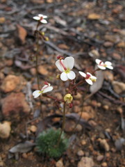 Stylidium hispidum