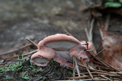 Leptoporus mollis