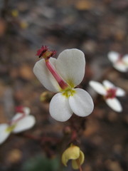Stylidium hispidum
