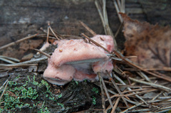 Leptoporus mollis