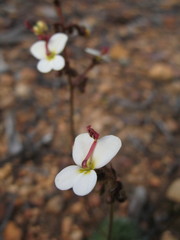 Stylidium hispidum