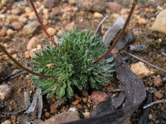 Stylidium hispidum