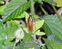 Ischnoptera bilunata